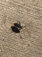 Jadera haematoloma