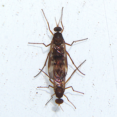 Sylvicola neozelandicus