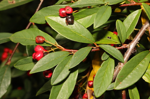 Cotoneaster frigidus, photograph 1