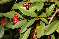 Cotoneaster frigidus