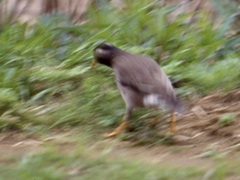 Spodiopsar cineraceus