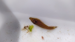 Lepadogaster purpurea