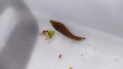Lepadogaster purpurea