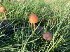 Conocybe tenera