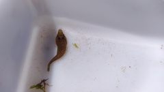 Lepadogaster purpurea
