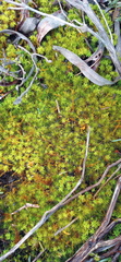 Bartramia breutelii