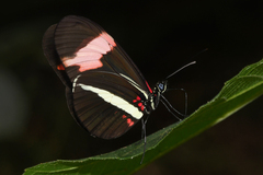 Heliconius erato phyllis