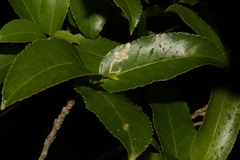 Liriomyza flavolateralis