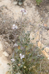 Nerisyrenia camporum