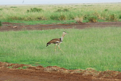 Ardeotis kori struthiunculus