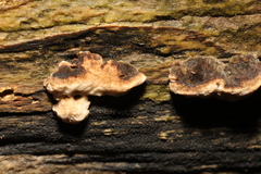 Stereum rugosum