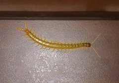 Ethmostigmus rubripes