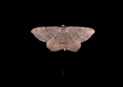 Macaria transitaria