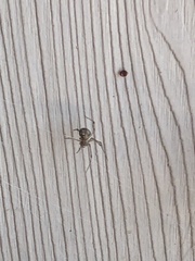 Parasteatoda tepidariorum