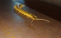 Ethmostigmus rubripes