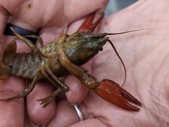 Pacifastacus leniusculus