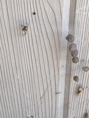 Parasteatoda tepidariorum