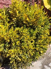 Codiaeum variegatum pictum