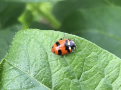 Hippodamia oregonensis