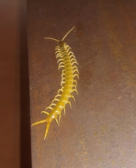 Ethmostigmus rubripes