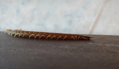 Ethmostigmus rubripes