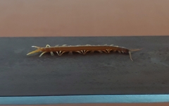 Ethmostigmus rubripes