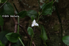 Tradescantia fluminensis