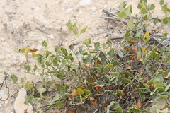 Acleisanthes longiflora