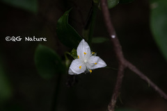 Tradescantia fluminensis