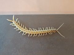 Ethmostigmus rubripes