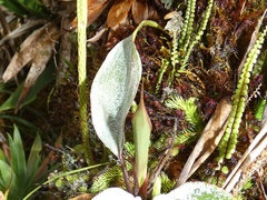Image of Pitcairnia albifolia