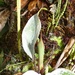 Pitcairnia albifolia - Photo (c) Kai Squires, algunos derechos reservados (CC BY), uploaded by Kai Squires