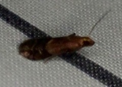 Eulogia ochrifrontella