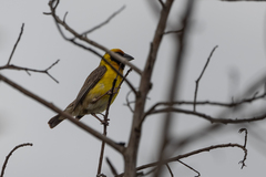 Pachyphantes superciliosus