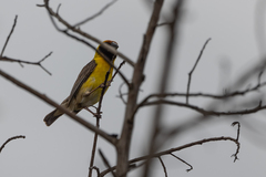 Pachyphantes superciliosus