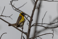 Pachyphantes superciliosus