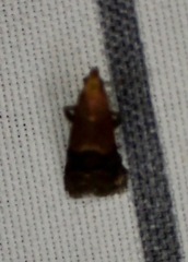 Eulogia ochrifrontella