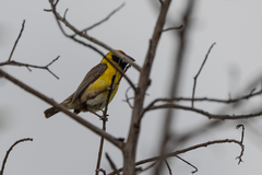 Pachyphantes superciliosus