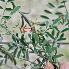 Indigofera lindheimeriana
