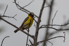 Pachyphantes superciliosus