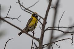 Pachyphantes superciliosus