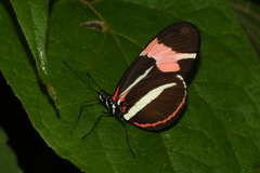 Heliconius besckei