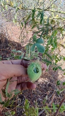 Passiflora arida