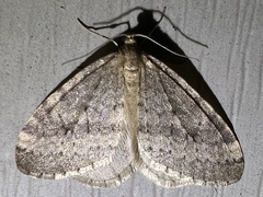 Operophtera bruceata