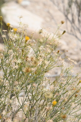 Porophyllum scoparium