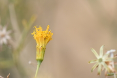 Porophyllum scoparium