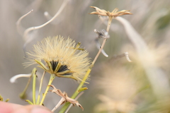 Porophyllum scoparium
