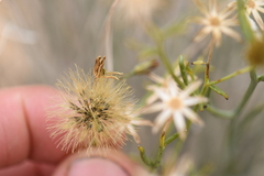 Porophyllum scoparium