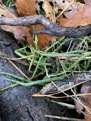 Salicornia