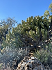 Myrtillocactus cochal